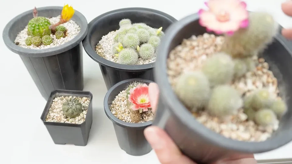 초점이 맞지 않는 경우(X)